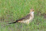 Guira Cuckoo